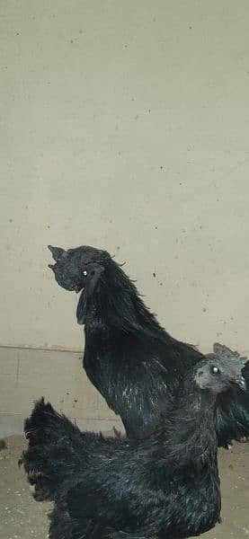 ayam cimani/black tongue/ring bird/murgian/hens/breeder 7