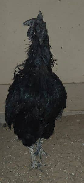 ayam cimani/black tongue/ring bird/murgian/hens/breeder 9