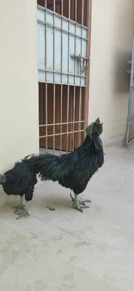 ayam cimani/black tongue/ring bird/murgian/hens/breeder 10
