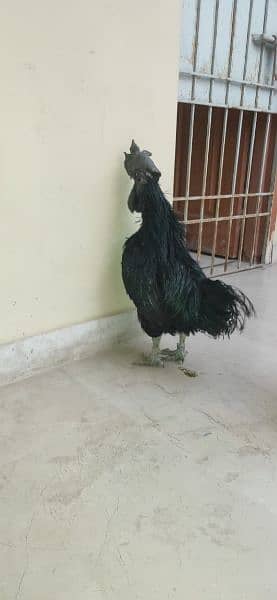 ayam cimani/black tongue/ring bird/murgian/hens/breeder 11