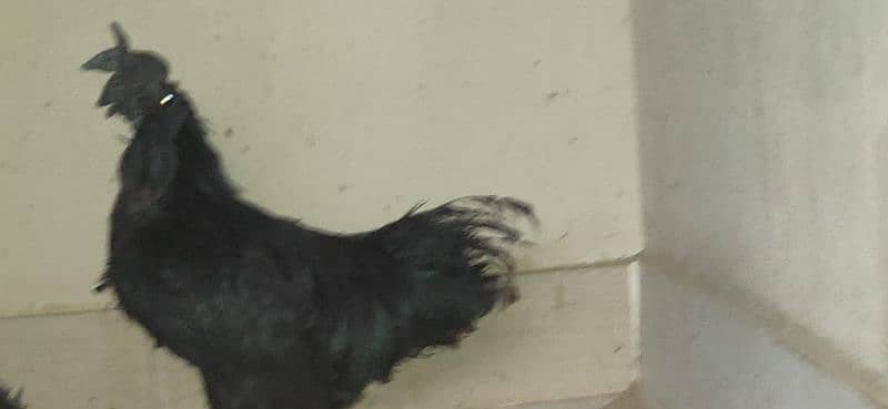 ayam cimani/black tongue/ring bird/murgian/hens/breeder 12