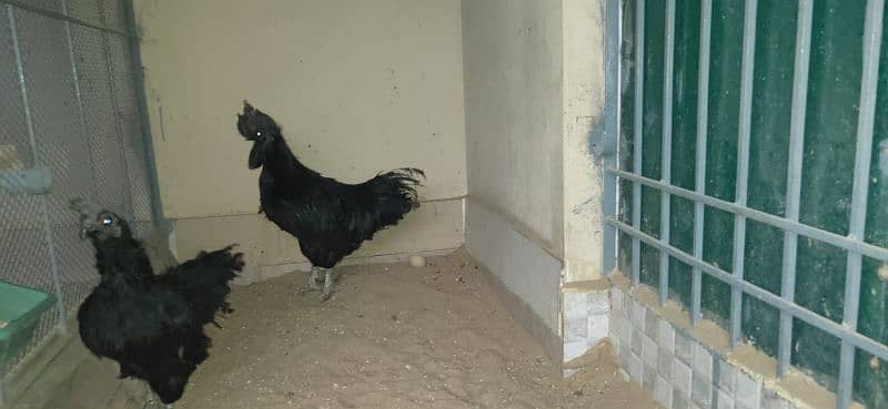 ayam cimani/black tongue/ring bird/murgian/hens/breeder 14