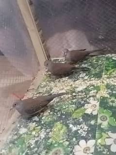 Dove for sale Brown n Red