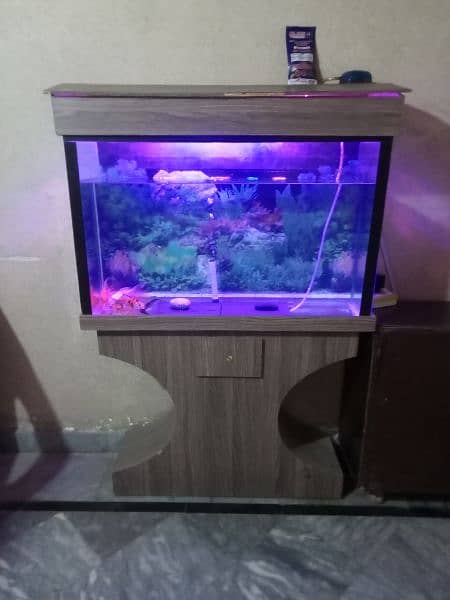 fish aquarium 2