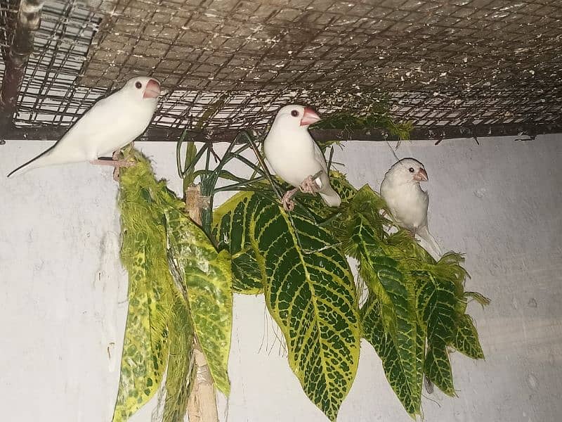 Goldian, Latino Goldian, White Java split fawn and white chicks 3
