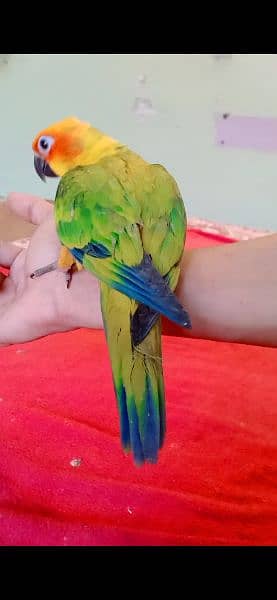 Sun Conure Self Parrot for sale in t 4