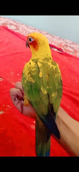 Sun Conure Self Parrot for sale in t 7