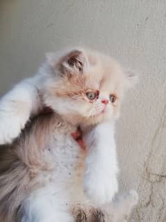 piki bloodline Female kitten