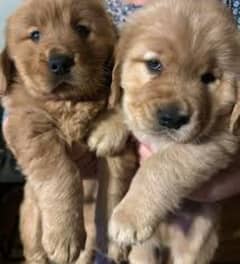 Golden Retriever Pedigree Puppies Looking New Good Family