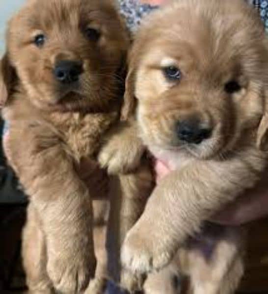 Golden Retriever Pedigree Puppies Looking New Good Family 0