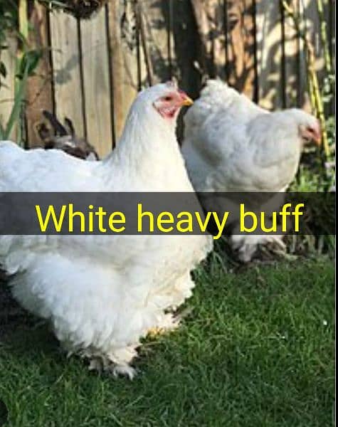 white silkie, RIR, white heavy buff eggs 1