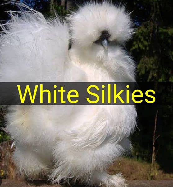 white silkie, RIR, white heavy buff eggs 3