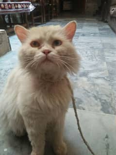 Persion Male cat for sale