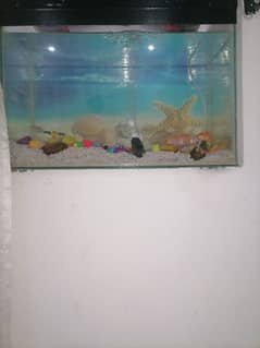 12 fish different colour or other. 0