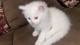 Cute Persian Kitten For sale With all the products