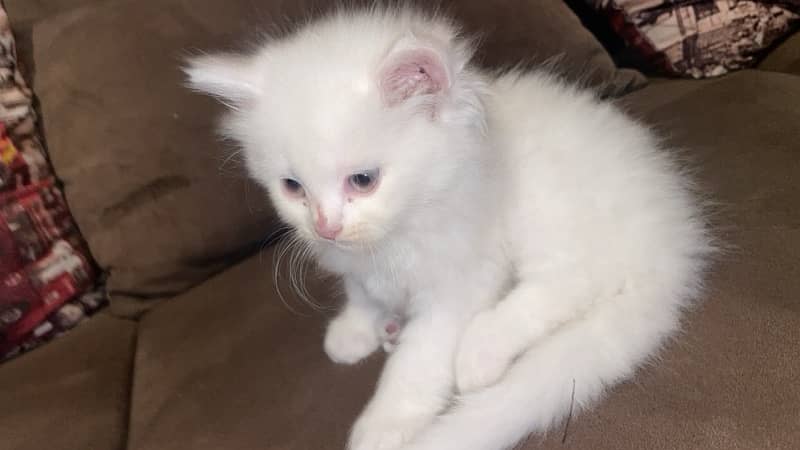 Cute Persian Kitten For sale With all the products 0