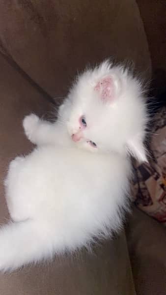 Cute Persian Kitten For sale With all the products 1