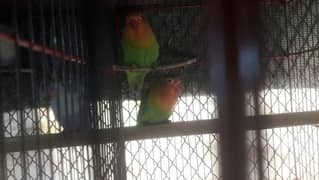 love bird pair 0