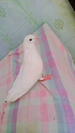 pigeons / Kabutar single and pairs for sale