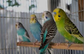 Australian parrots Healthy and active