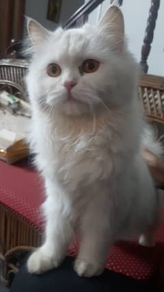 White Perisan Female Cat 0