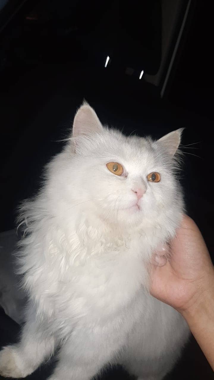 White Perisan Female Cat 1