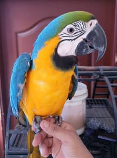 blue gold macaw