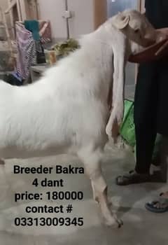 Breeder Bakra for Sale 0