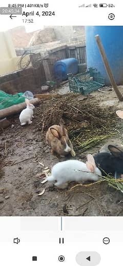 Rabbit baby's for sale at reasonable price