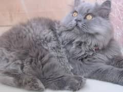 grey Persian