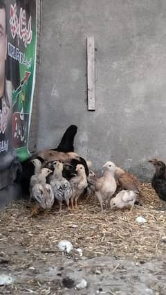 Aseel pure chicks available on reasonable price 1.5 months old