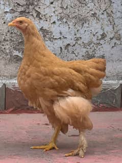 Golden Buff High Quality Highted Hens and Pathy Pathiyan, Fancy birds