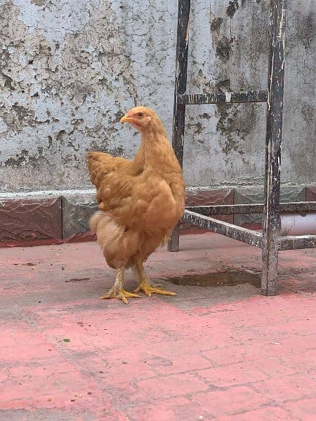 Golden Buff High Quality Highted Hens and Pathy Pathiyan, Fancy birds 2