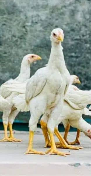 O shamo chicks, Eggs and Breeders  available 9