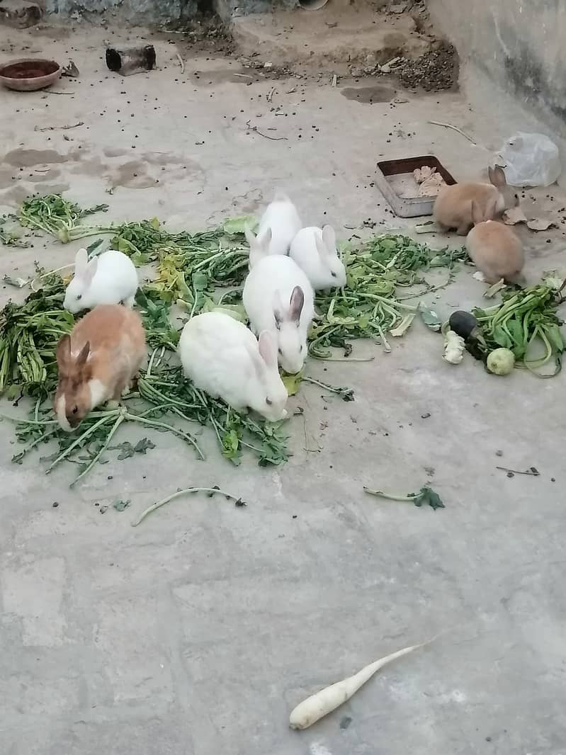 Rabbits 2
