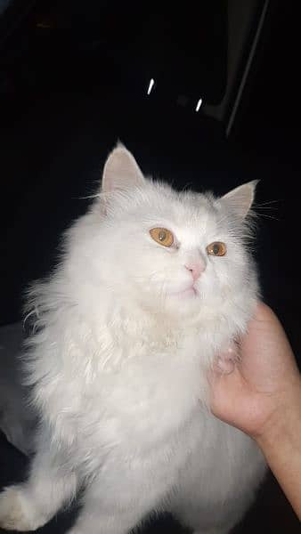 White Cat Persian 0
