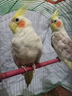 Cockatiel parrots active Pair For sale. Breeder pair. 10 months Age 0