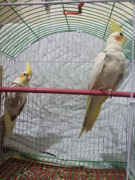 Cockatiel parrots active Pair For sale. Breeder pair. 10 months Age 1
