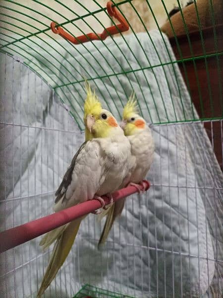 Cockatiel parrots active Pair For sale. Breeder pair. 10 months Age 3