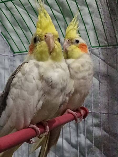 Cockatiel parrots active Pair For sale. Breeder pair. 2