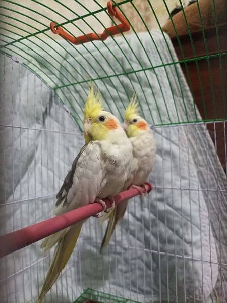 Cockatiel parrots active Pair For sale. Breeder pair. 3