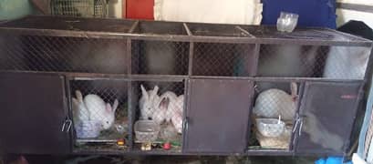 Rabbit Cauge For Sale