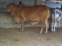 daraa 4 rant and cow bull for sale