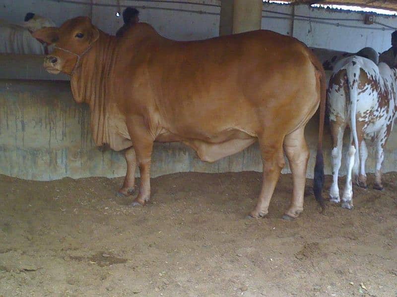 daraa 4 rant and cow bull for sale 0