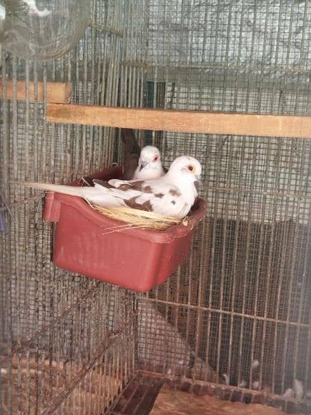 Urgent Selling Pied Dove Breeders Pair 0
