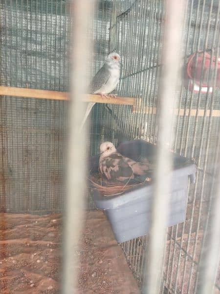 Urgent Selling Pied Dove Breeders Pair 2