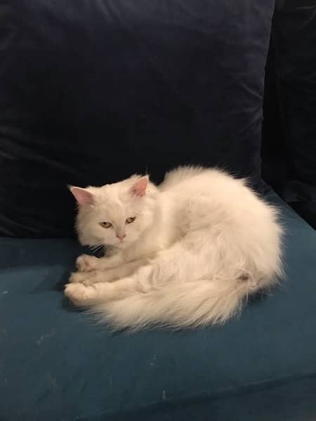 Persian Female Cat 3