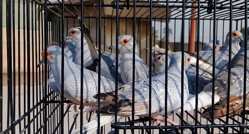 white tail dove breeder pairs 8