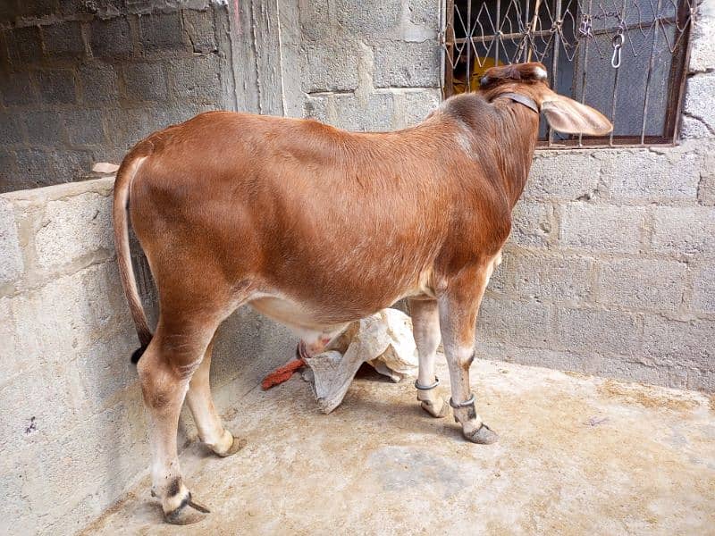 *cow for sale* 2
