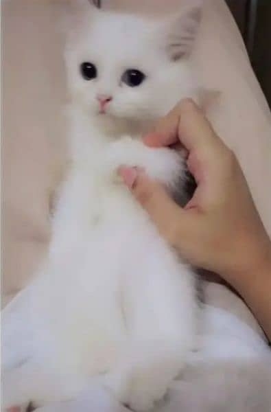 Double coat white persian kitten (Female) 0